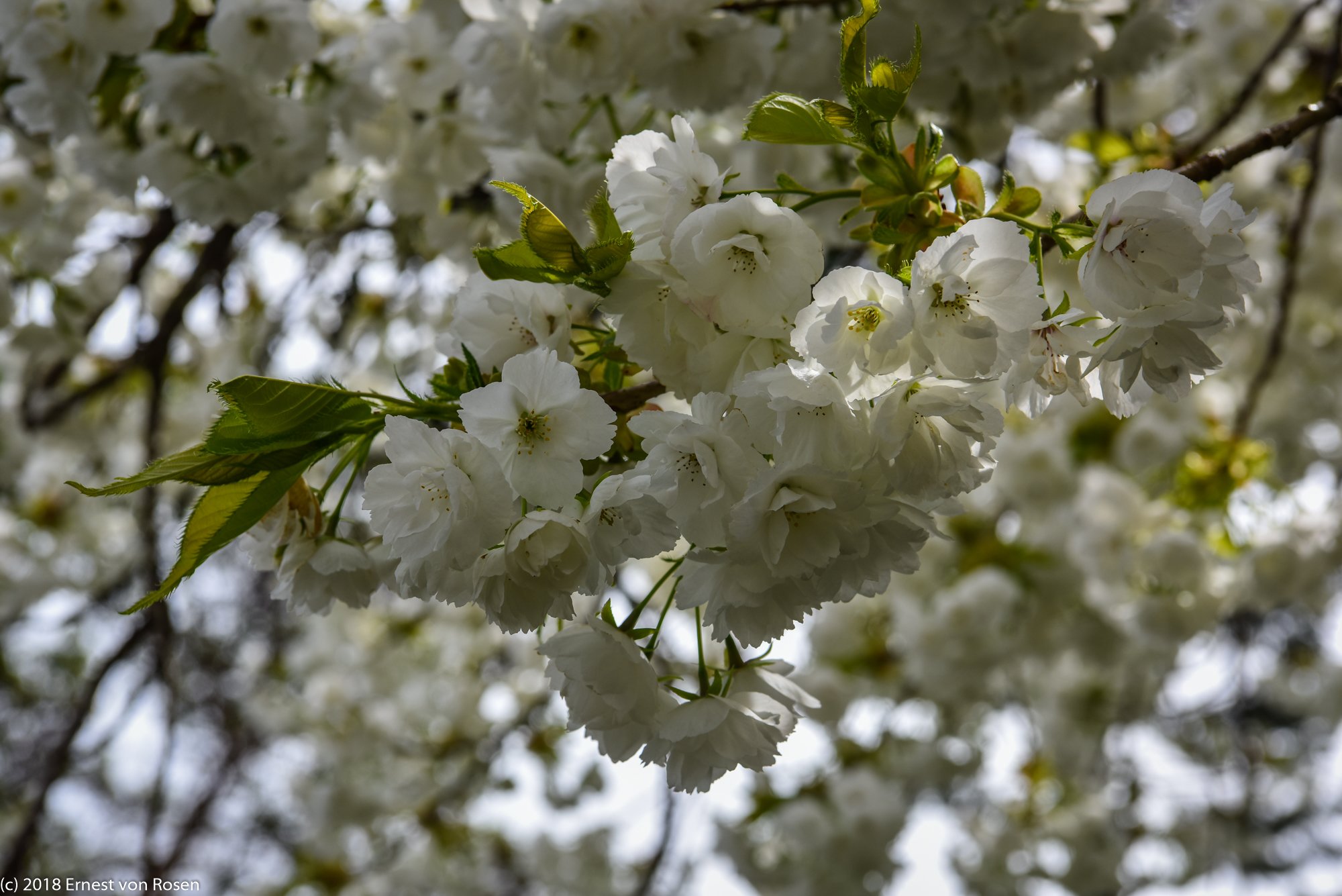 White cherry blossoms in bloom