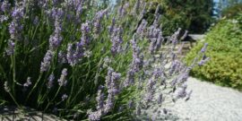 Lavender Lavender