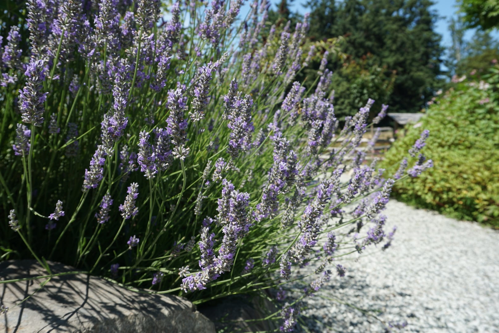 Lavender