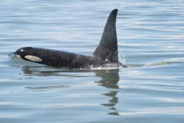 Whale Watching From Salt Spring
