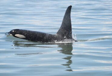 Whale Watching From Salt Spring
