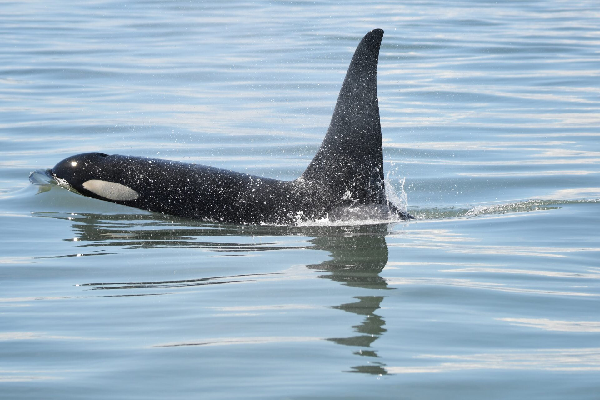 whale watching from Salt Spring