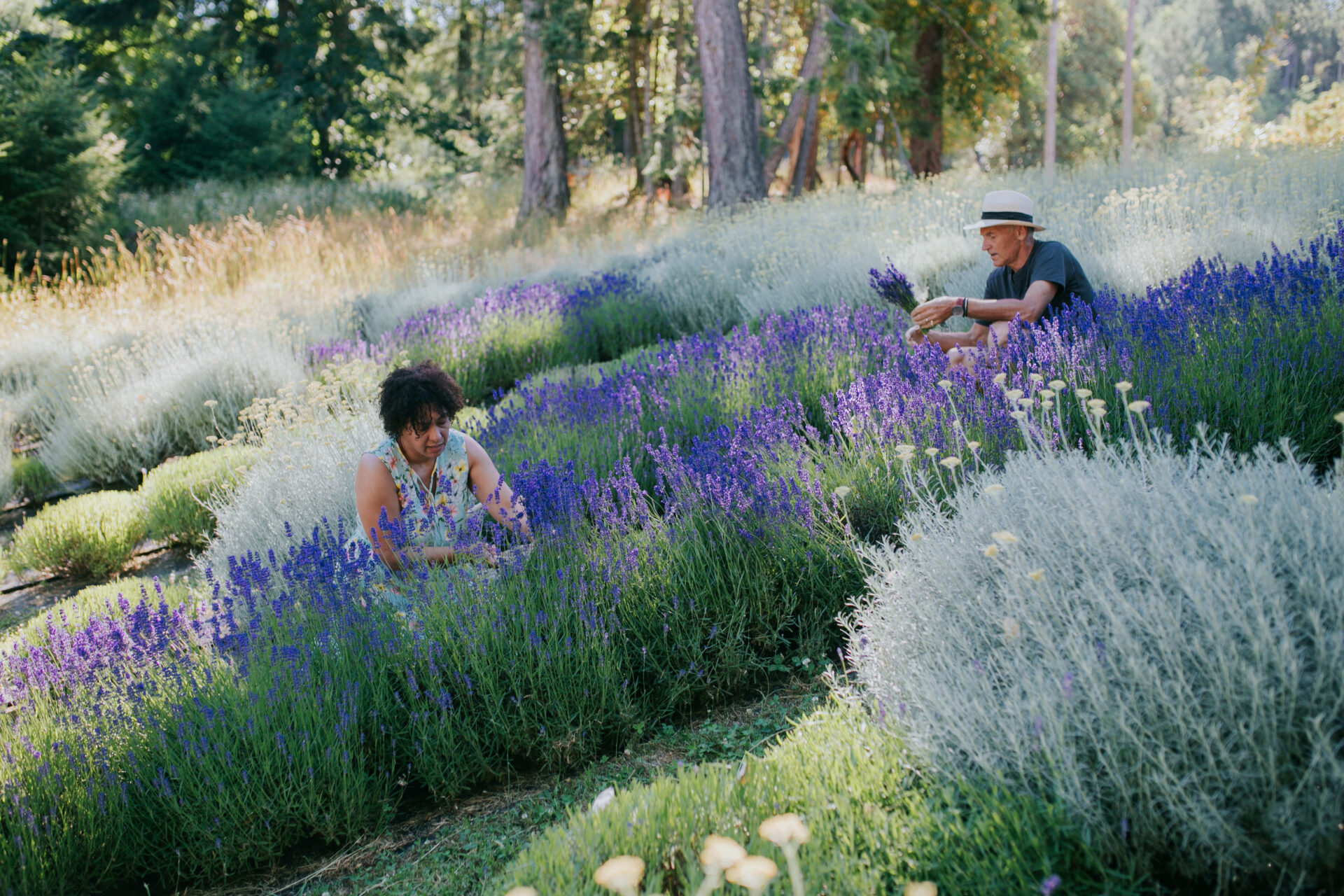 Lavender and Black Farm