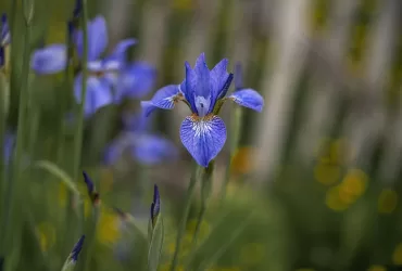 Spring At Hastings House