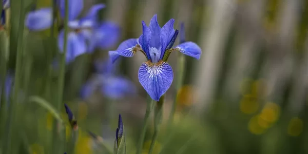 Spring At Hastings House