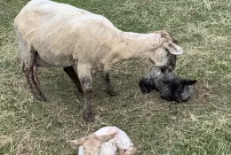 Baby lambs at Hastings House