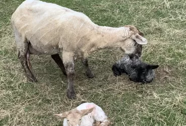 Baby lambs at Hastings House