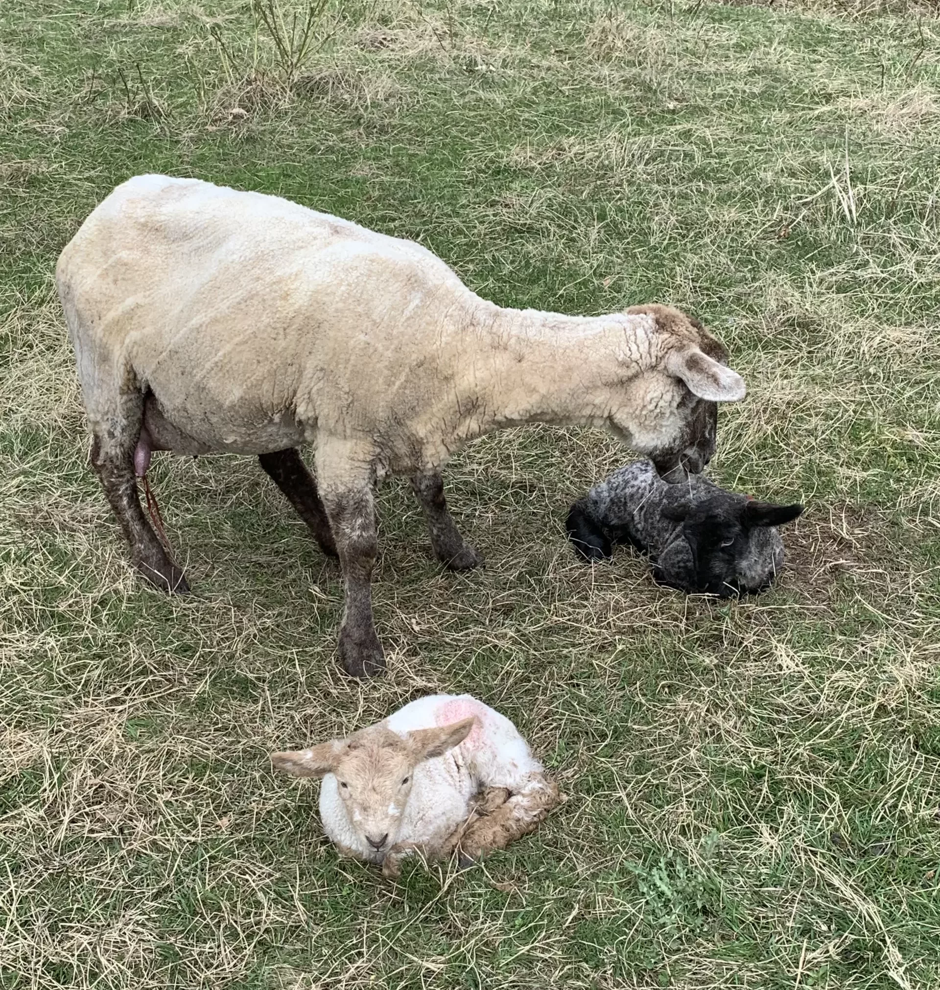 Baby lambs at Hastings House