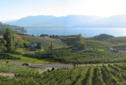 Laughing Stock Vineyards