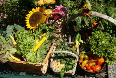 fresh produce from the Hastings House gardens
