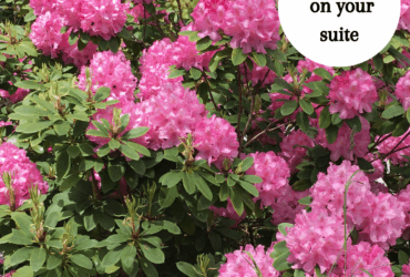 June Midweek Promotion