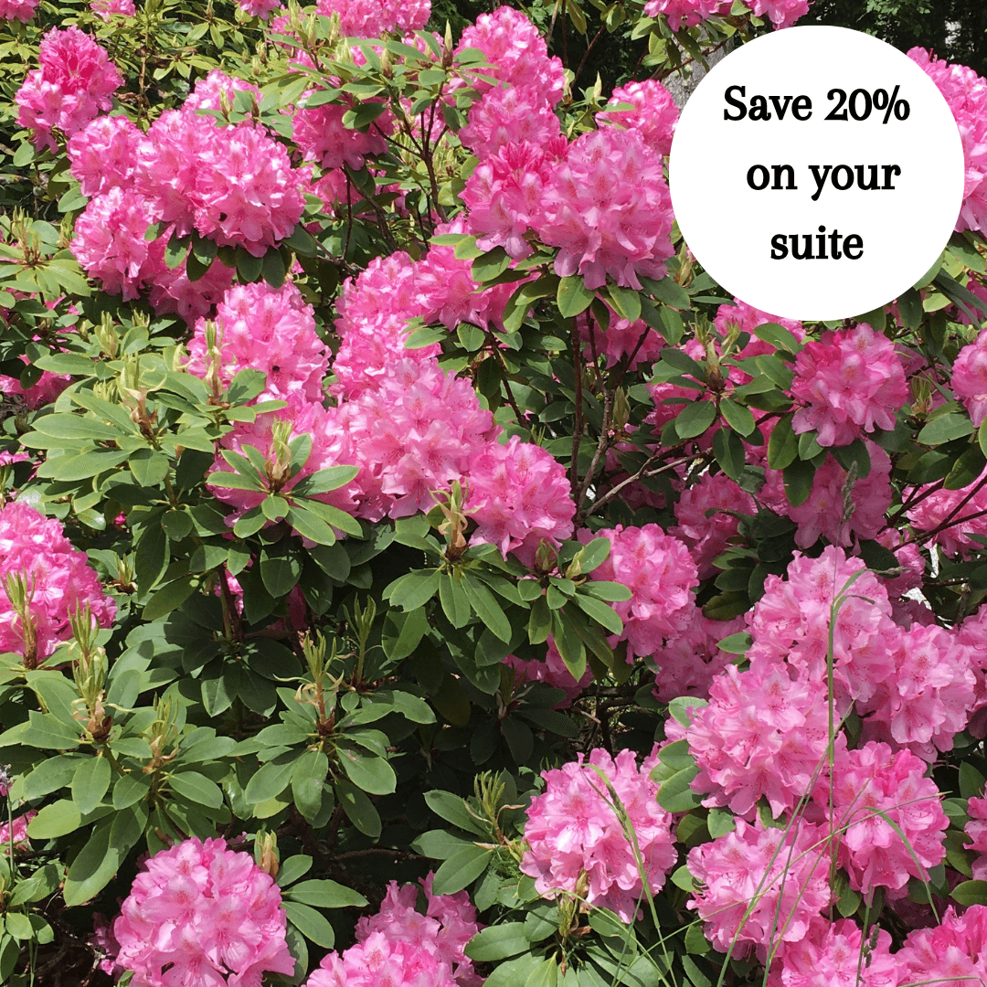 June Midweek Promotion